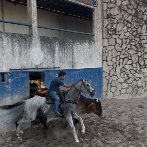 🐴CORONEL HAIL JHD 