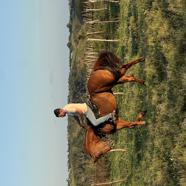 🐴CORONEL HAIL JHD