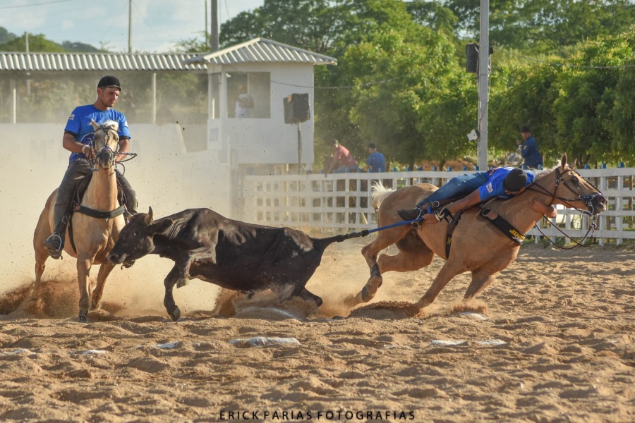 PAREA DE CAVALO BAIO AMARILHO