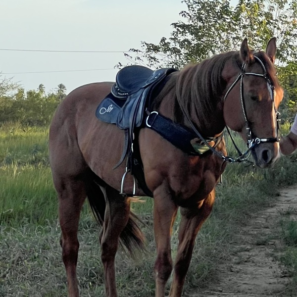 🐴CORONEL HAIL JHD