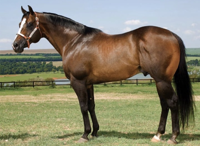 🐴CORONEL HAIL JHD