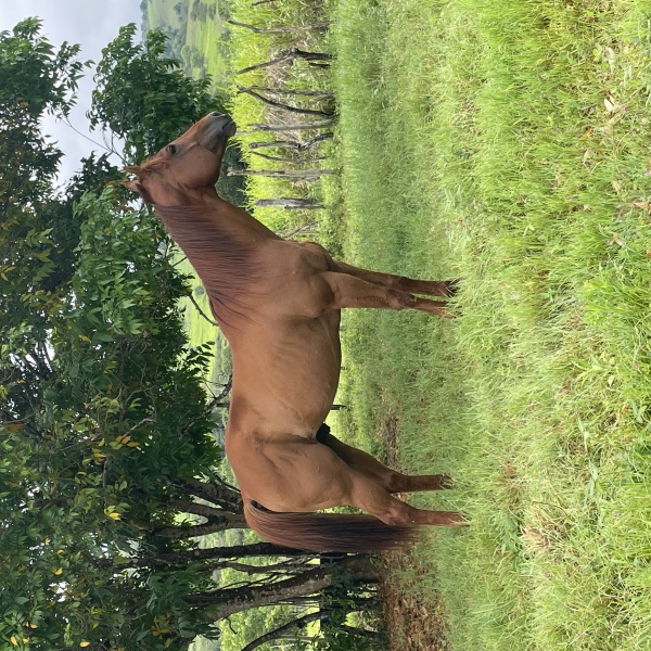 🐴CORONEL HAIL JHD 