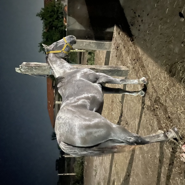 🐴CORONEL HAIL JHD 