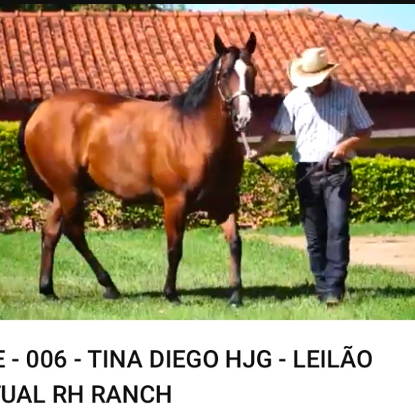 DIEGO OF FLING  / GENÉTICA DE VAQUEJADA 
