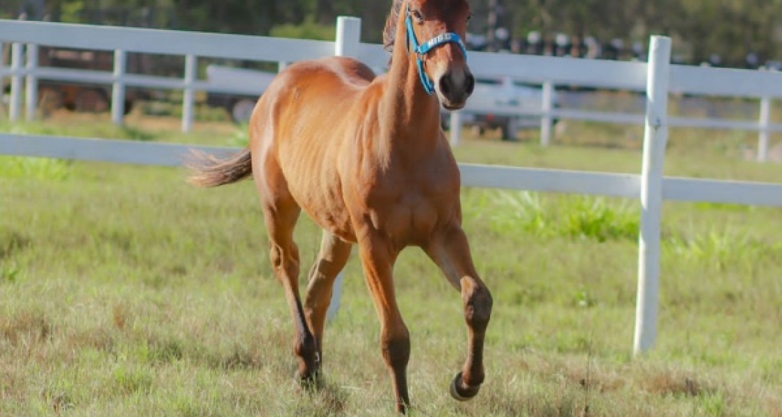 BEAVER Apollo Toro 🐎